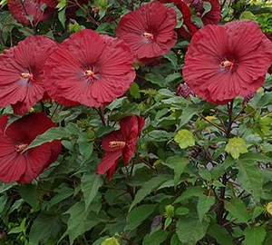 Hibiscus 'Vintage Wine' PP#27839 – Heron's Head Nursery