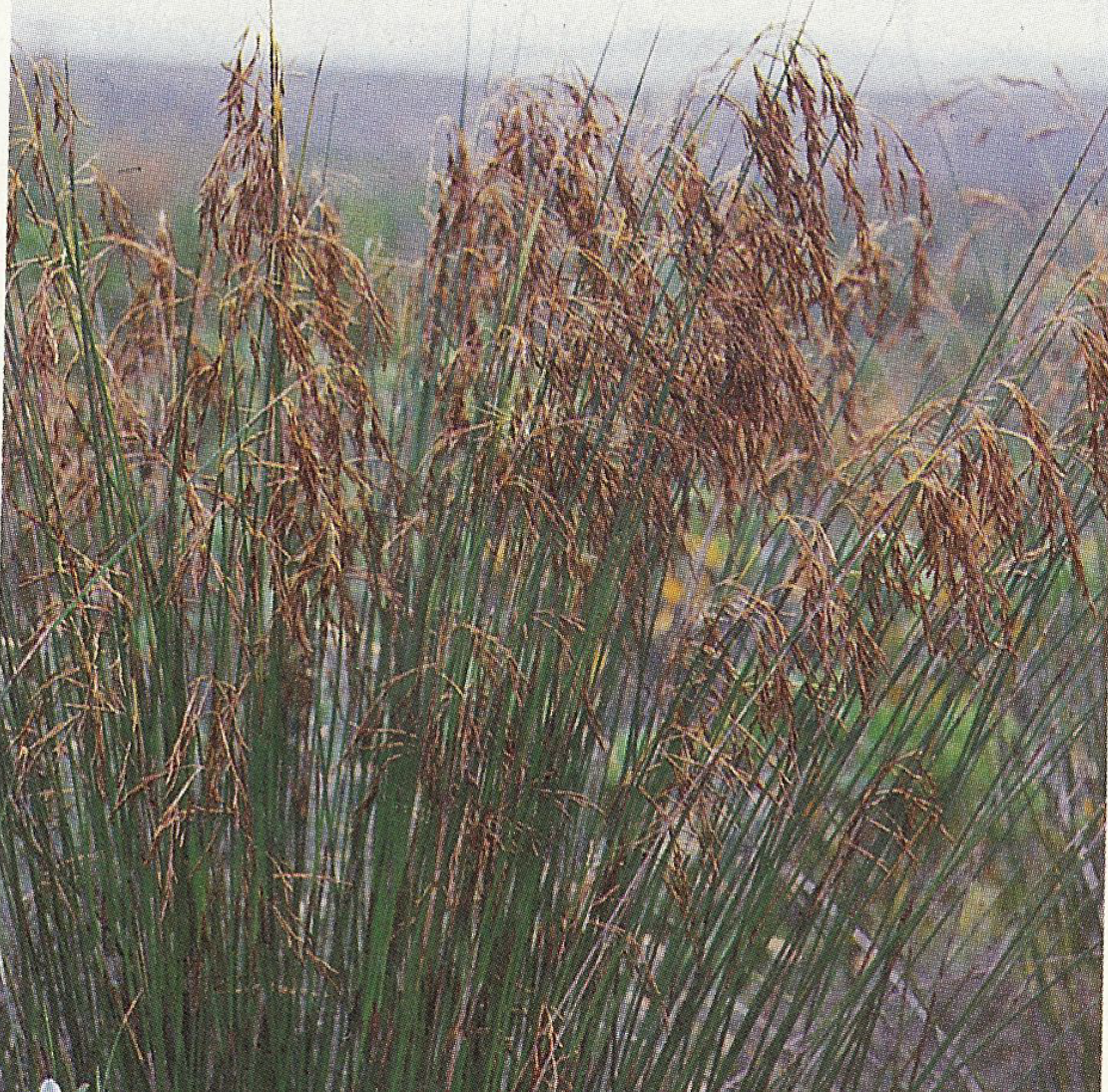 Thamnochortus insignis (male)