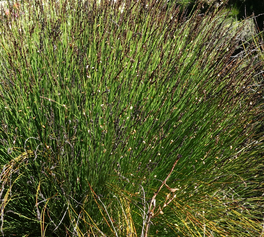 Thamnochortus insignis (female)