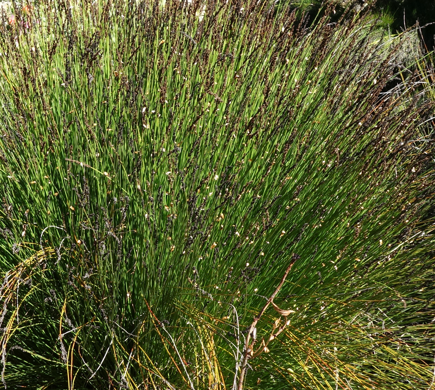 Thamnochortus insignis (female)