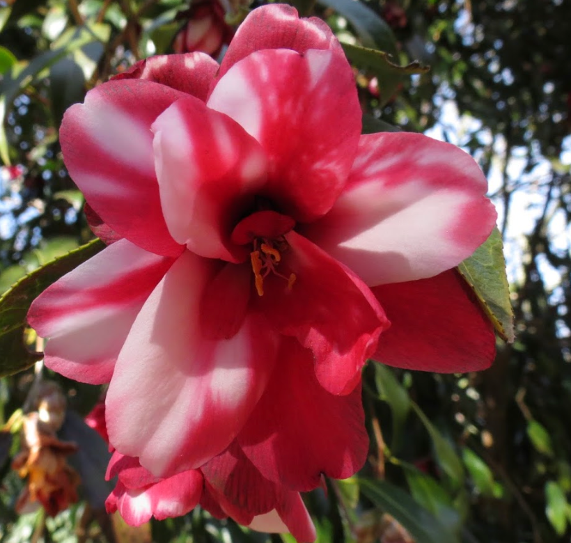 Camellia japonica 'Kujaku Tsubaki'