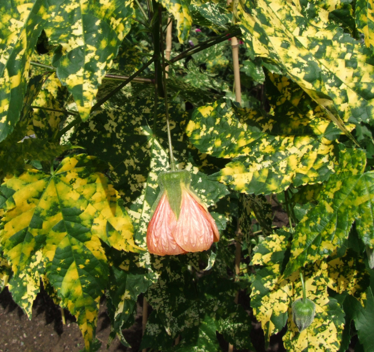 Abutilon pictum 'Thompsonii'