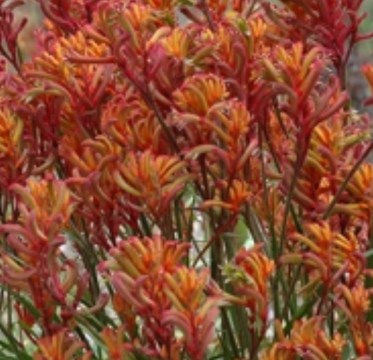 Anigozanthos 'Bush Blitz'