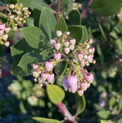 Arctostaphylos 'Austin Griffiths'