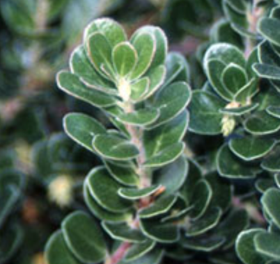 Arctostaphylos uva-ursi 'Pt. Reyes'