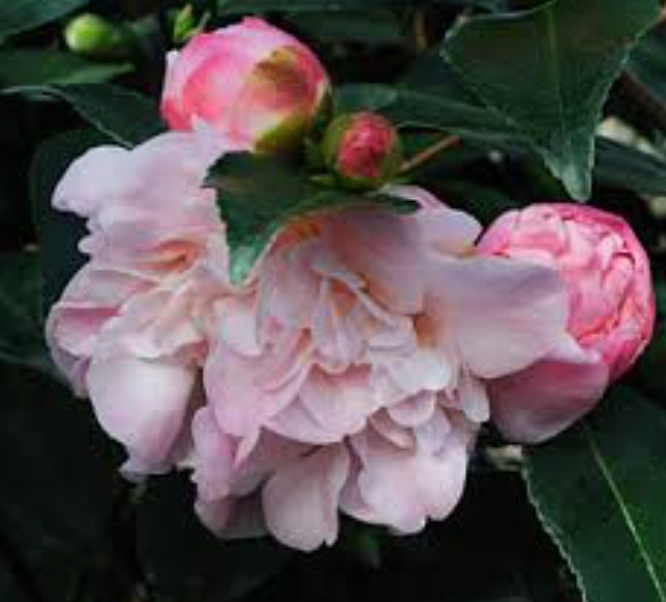 Camellia 'High Fragrance'