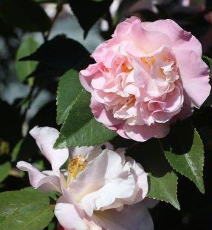 Camellia 'High Fragrance'