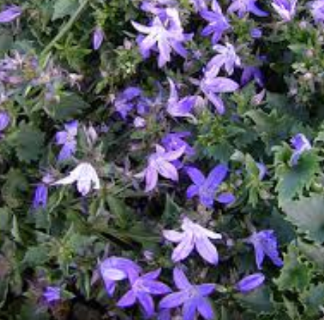 Campanula poscharskyana 'Blue Waterfall'