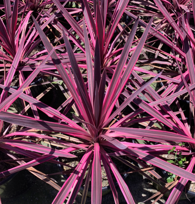 Cordyline australis 'Paso Doble'