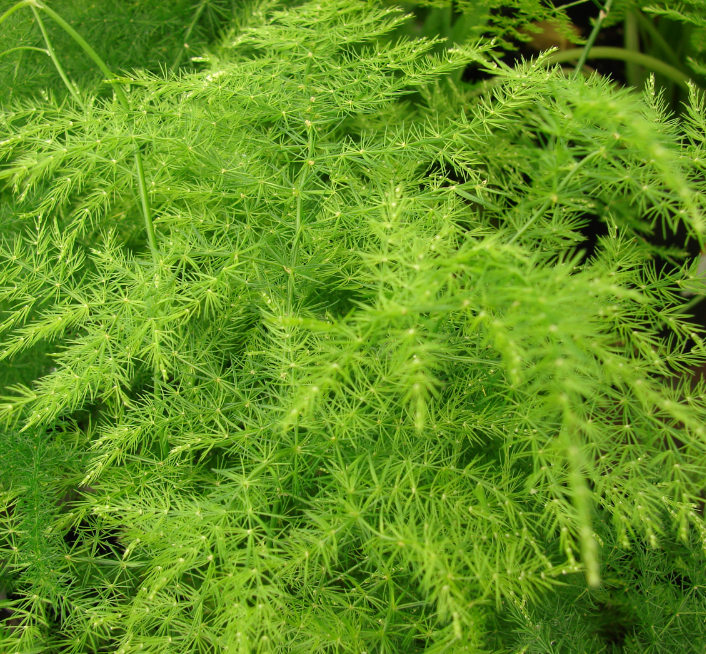 Asparagus fern 'Plumosa'