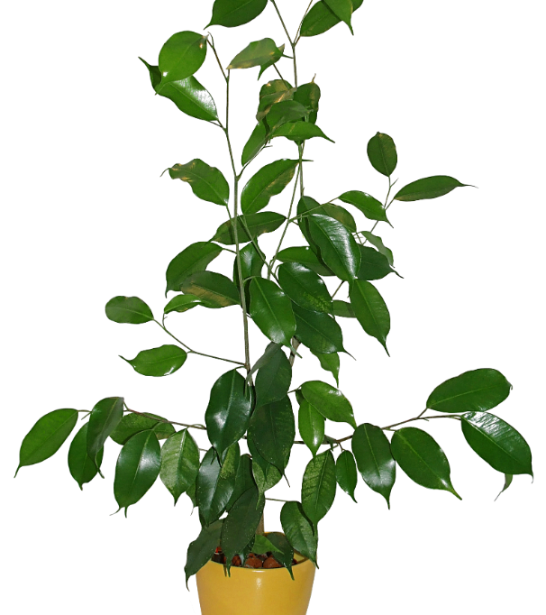 Ficus benjamina