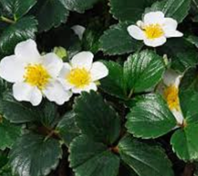 Fragaria chiloensis 'Green Pastures'