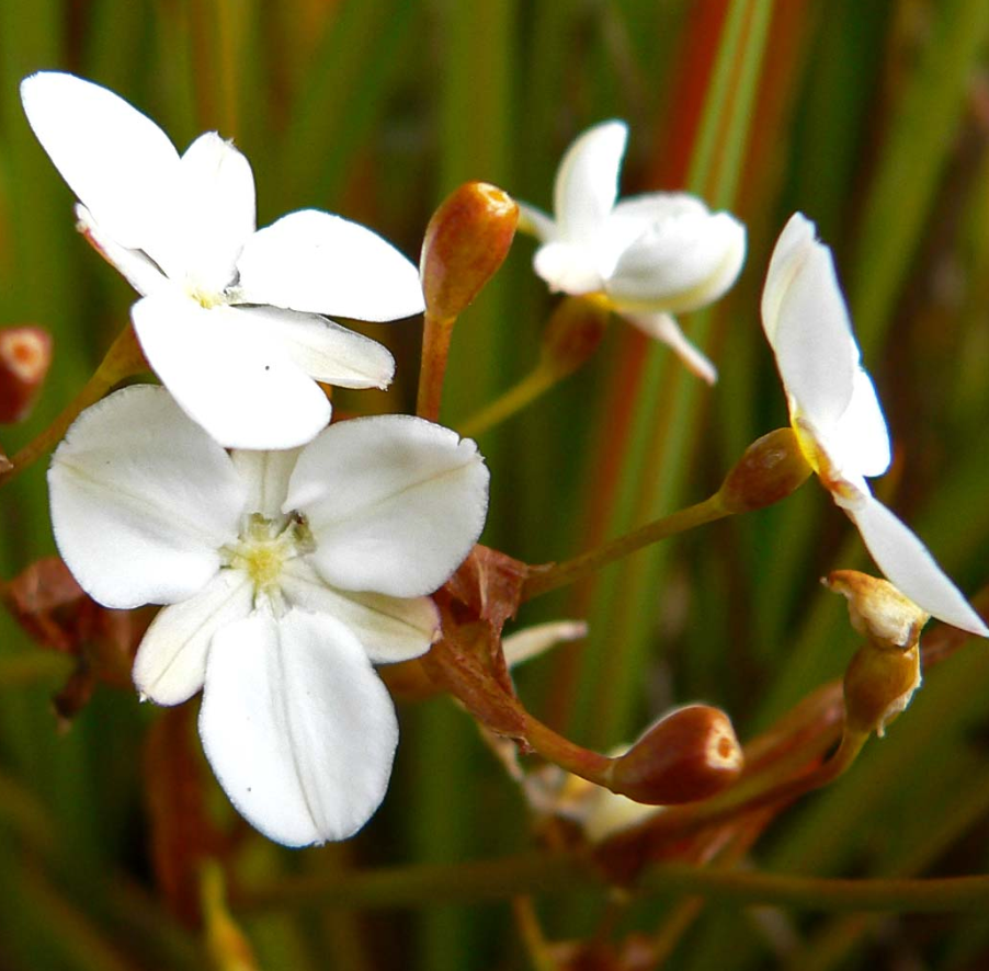 Libertia peregrinans