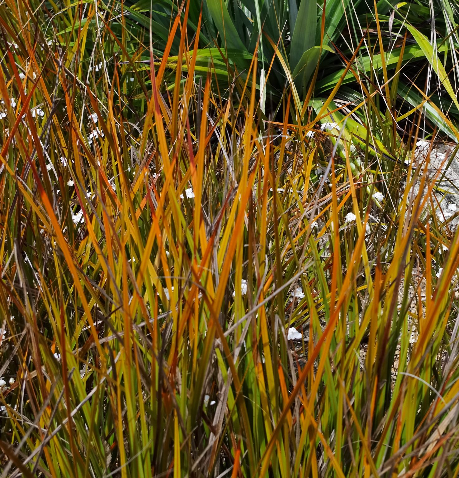 Libertia peregrinans