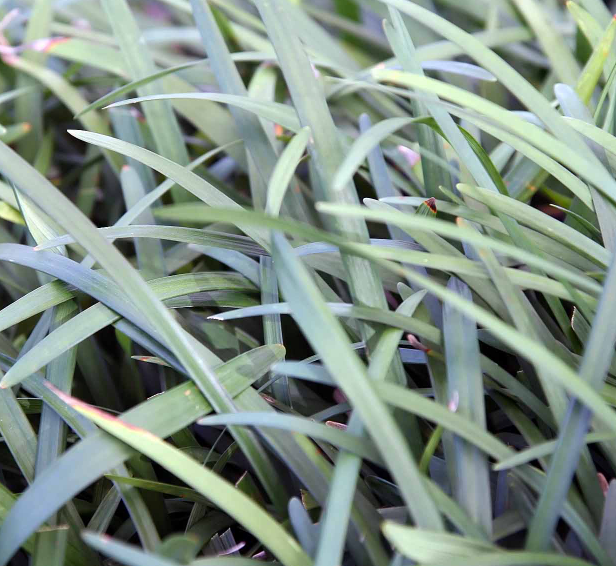 Liriope muscari 'Big Blue'