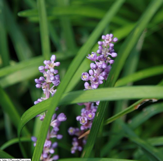 Liriope muscari 'Big Blue'