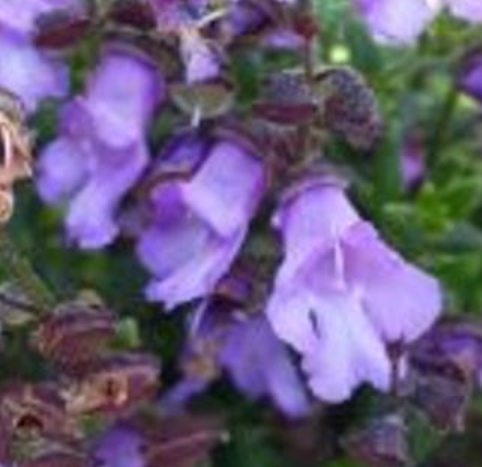 Prostanthera ovalifolia 'Purple Haze'