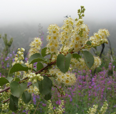 Prunus ilicifolia