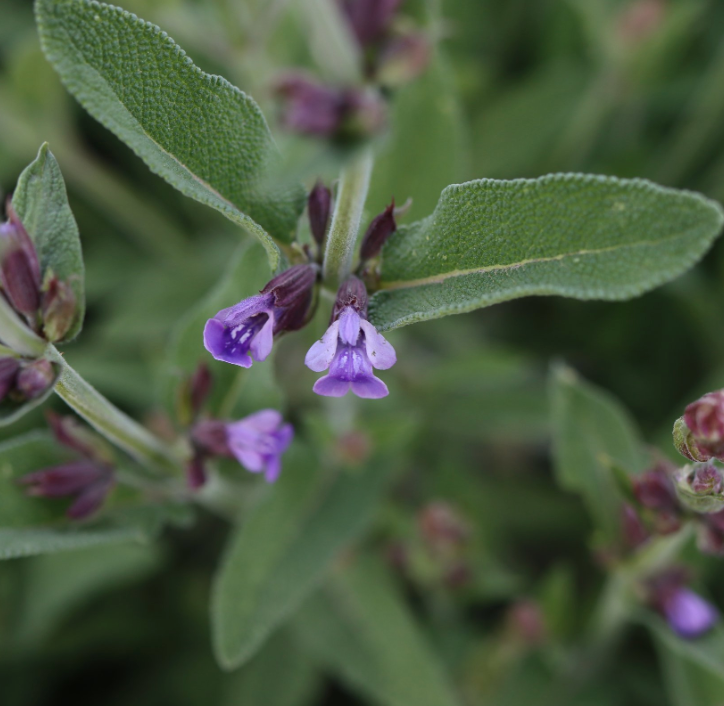 Salvia officinalis (Sage) 'Extracta'