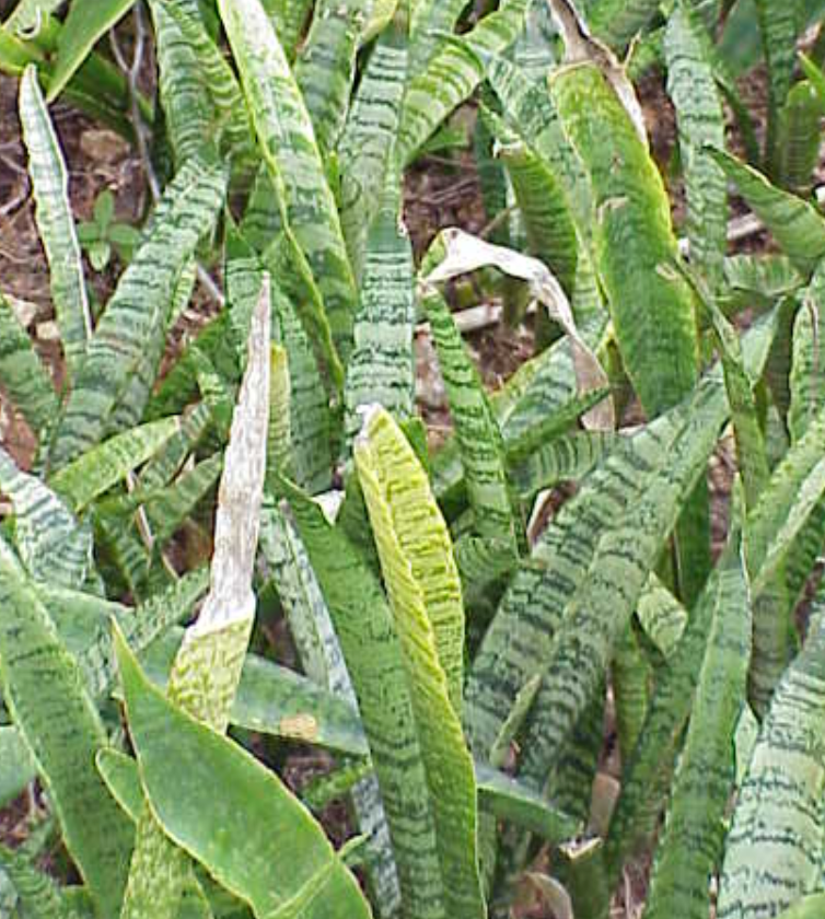 Sansevieria zeylanica