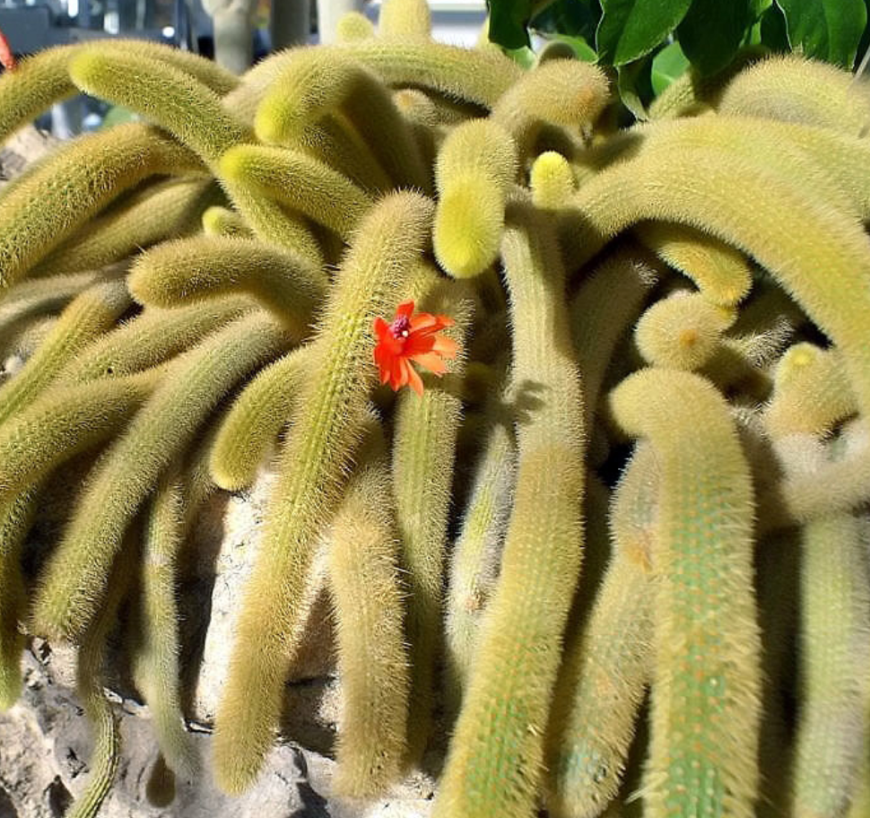 Cleistocactus winteri 'Golden Rat Tail'