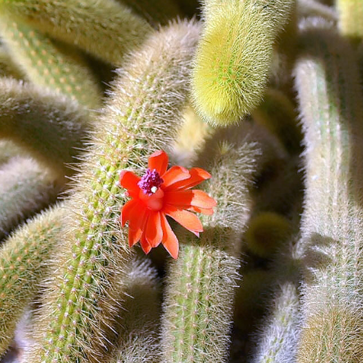 Cleistocactus winteri 'Golden Rat Tail'