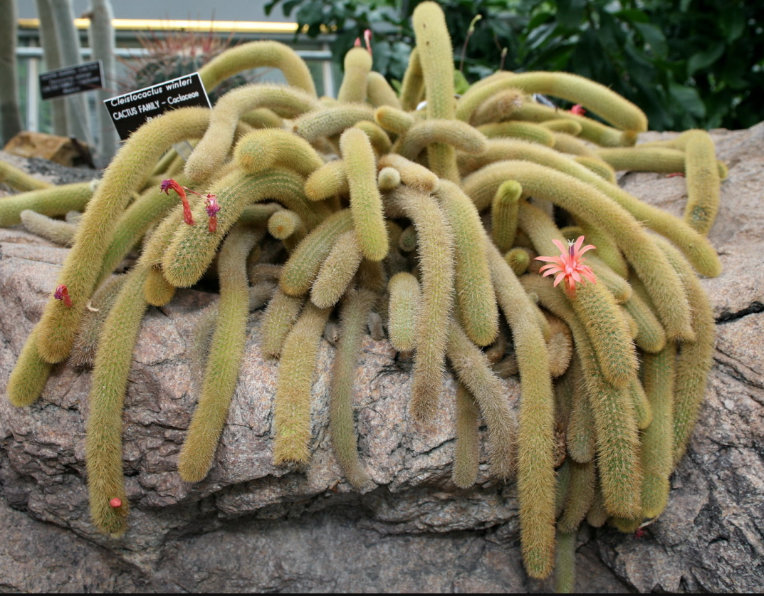 Cleistocactus winteri 'Golden Rat Tail'