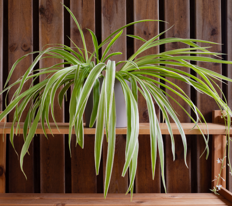 Chlorophytum comosum 'Reverse' (Spider Plant)