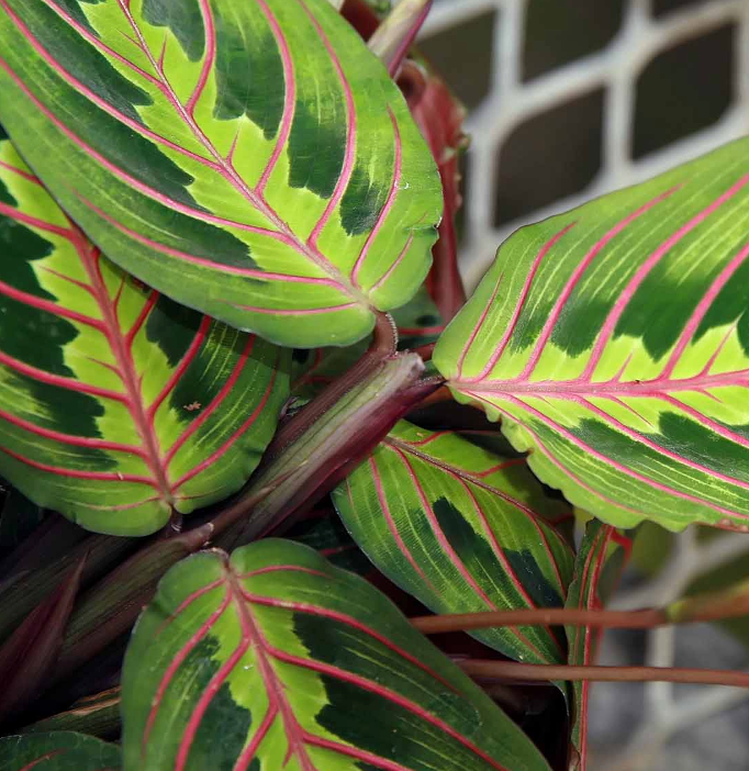 Maranta Red