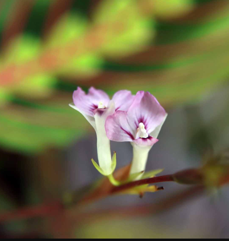 Maranta Red