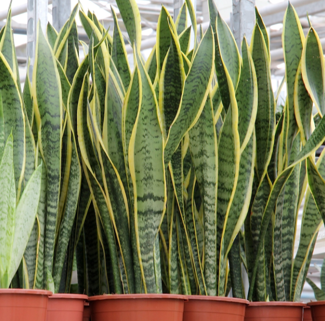 Sansevieria laurentii