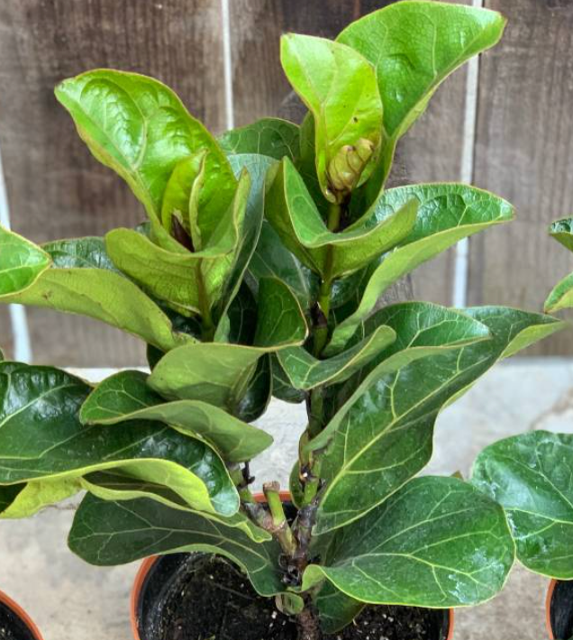 Ficus 'Little Fiddle'