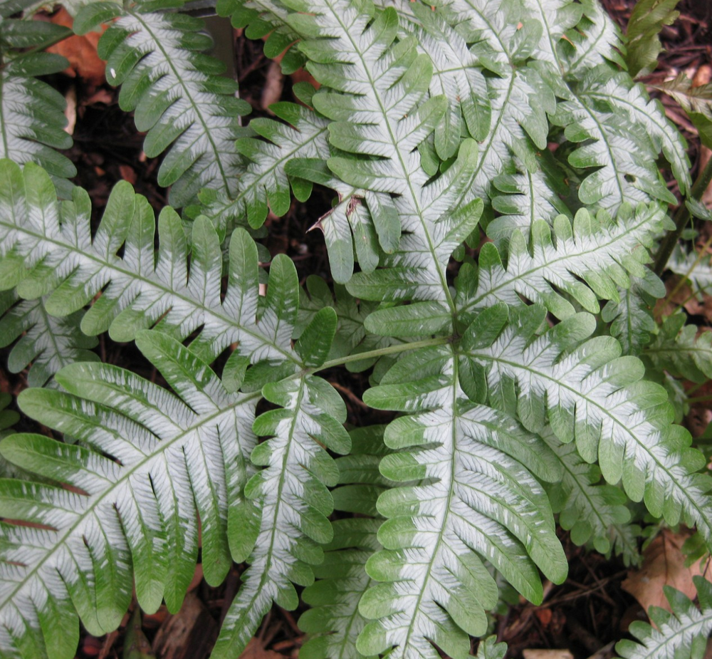 Pteris quadriaurita 'Argyaea'