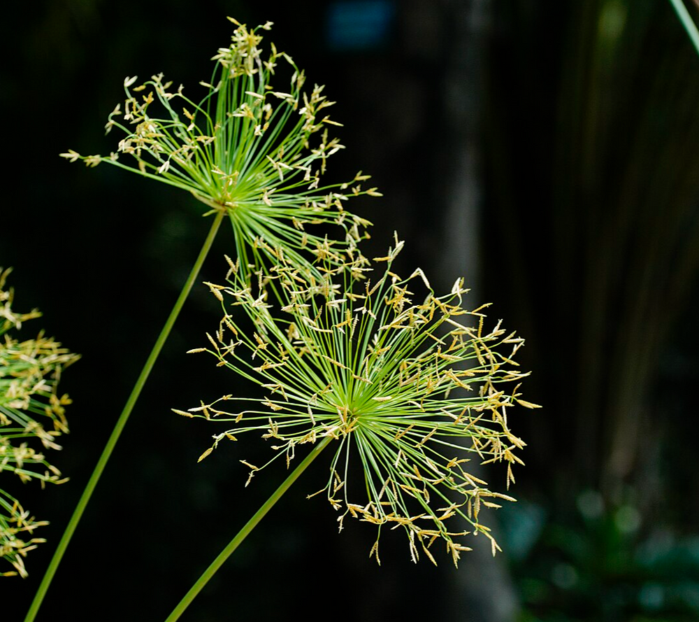 Cyperus prolifer 'Little Prince'