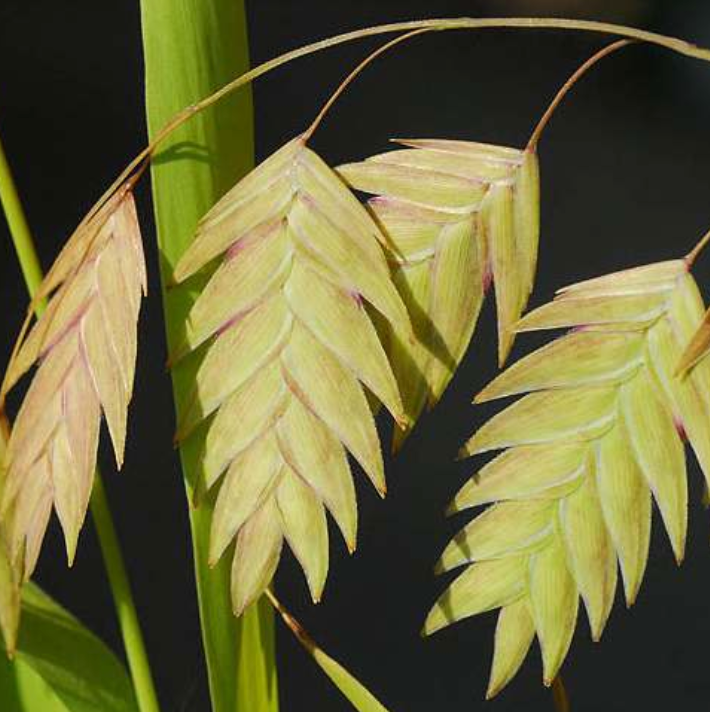 Chasmanthium latifolium