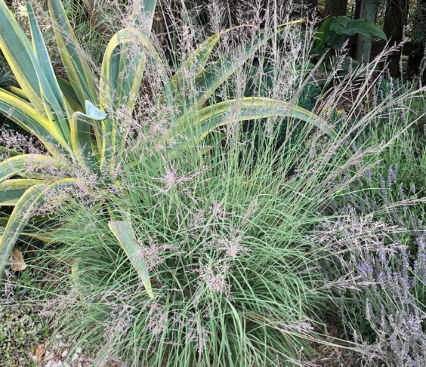 Muhlenbergia emersleyi