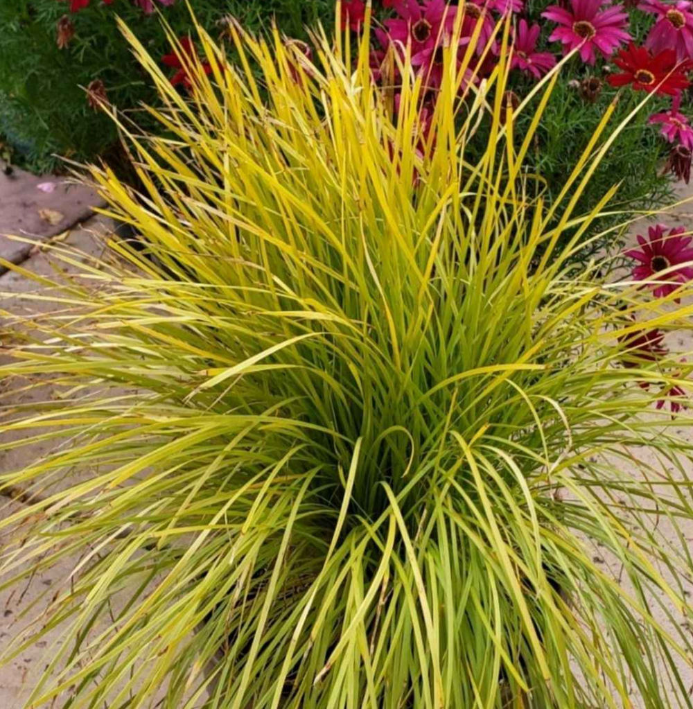 Lomandra longifolia 'Miner's Gold'