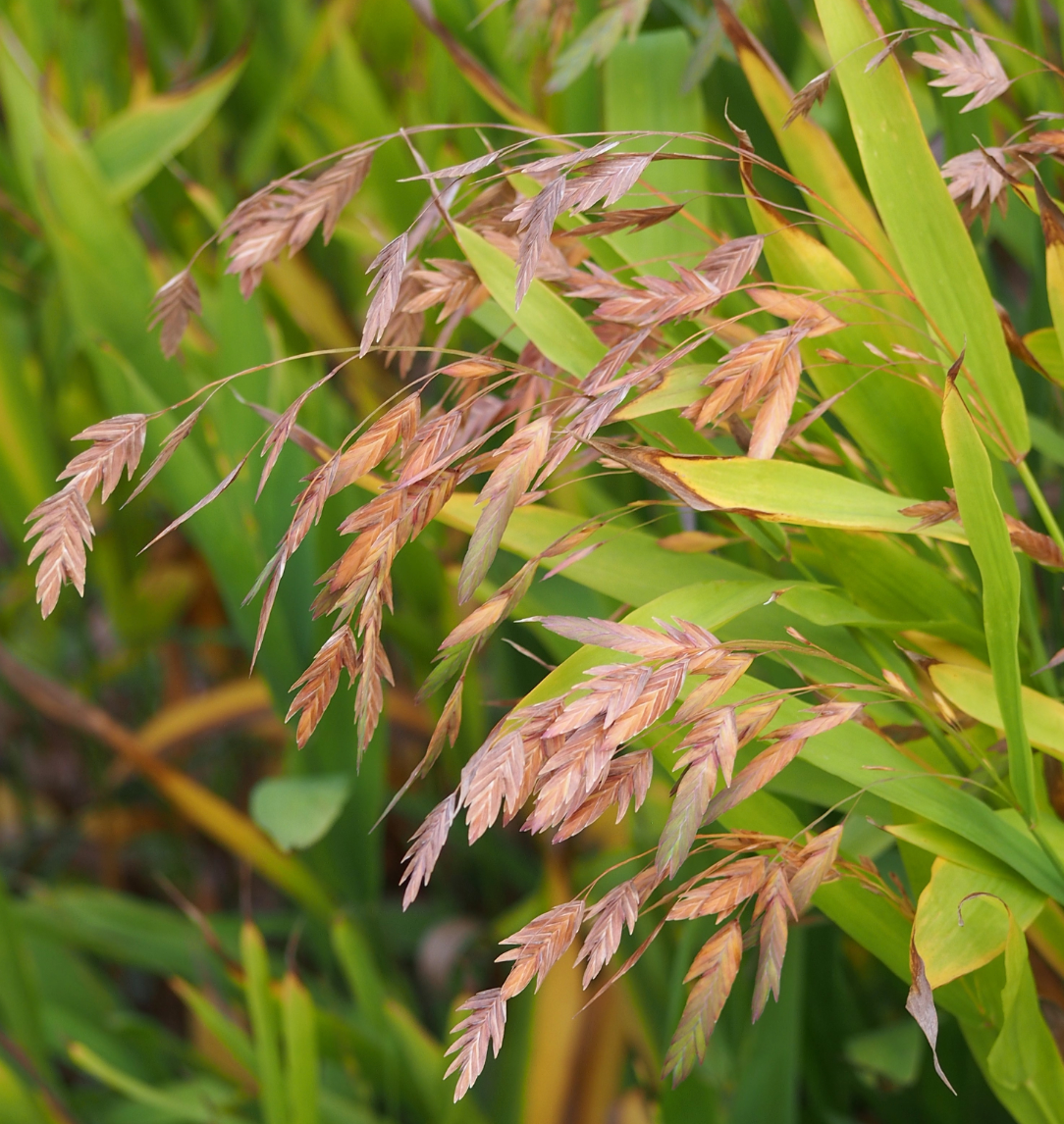 Chasmanthium latifolium