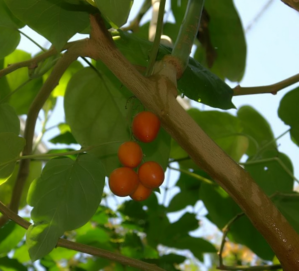 Solanum betaceum (Cyphomandra betacea)