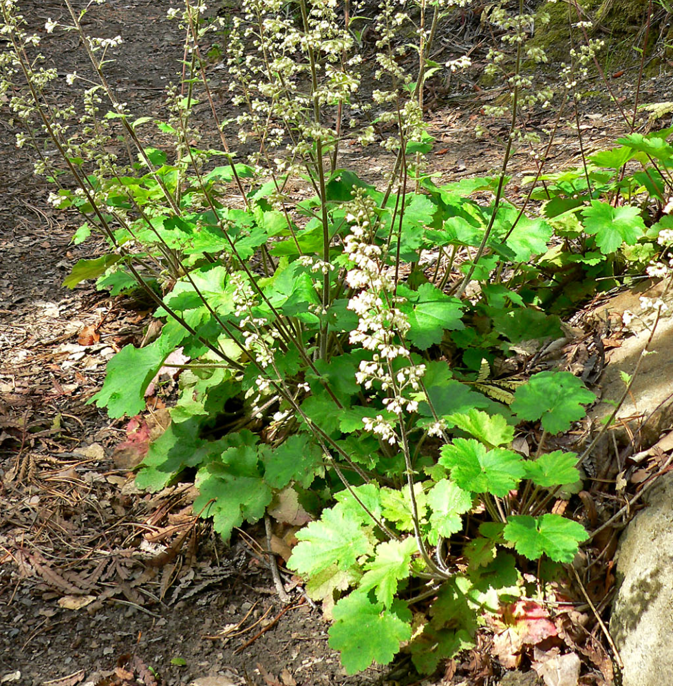 Heuchera maxima