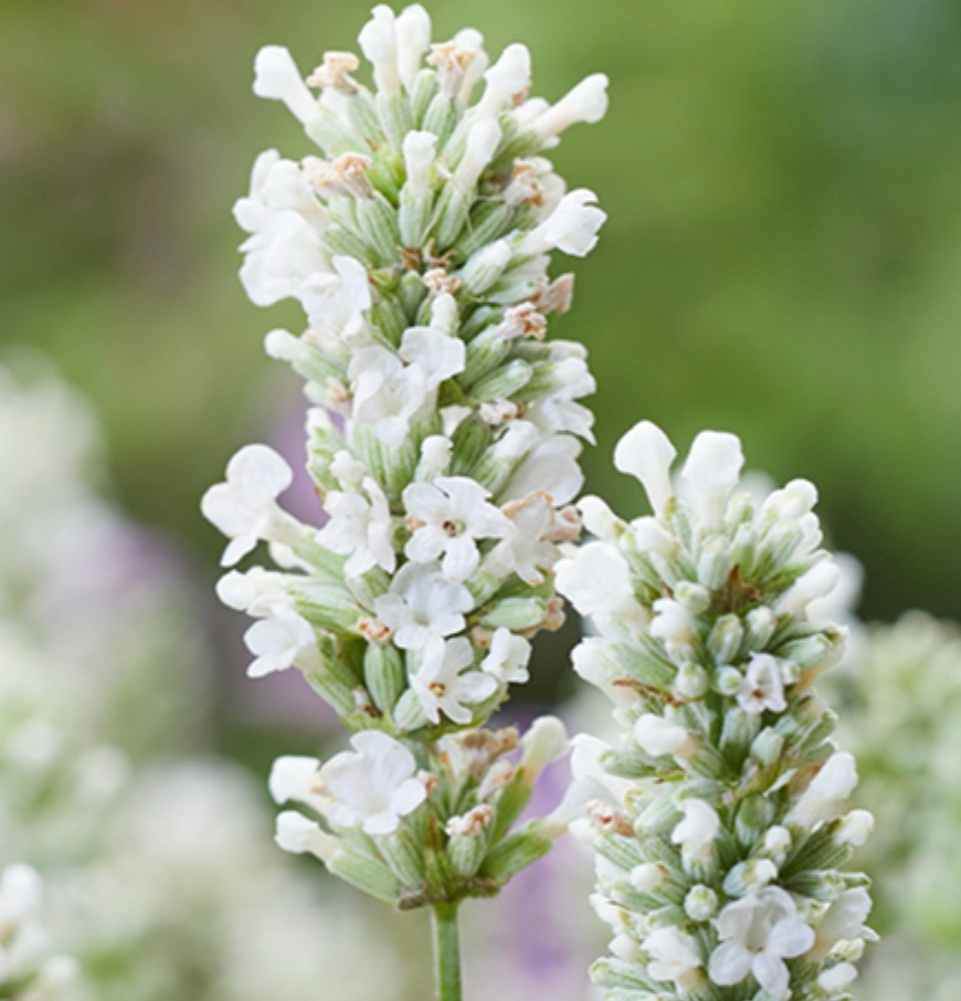 Lavandula angustifolia 'Beezee White' (English Lavender)