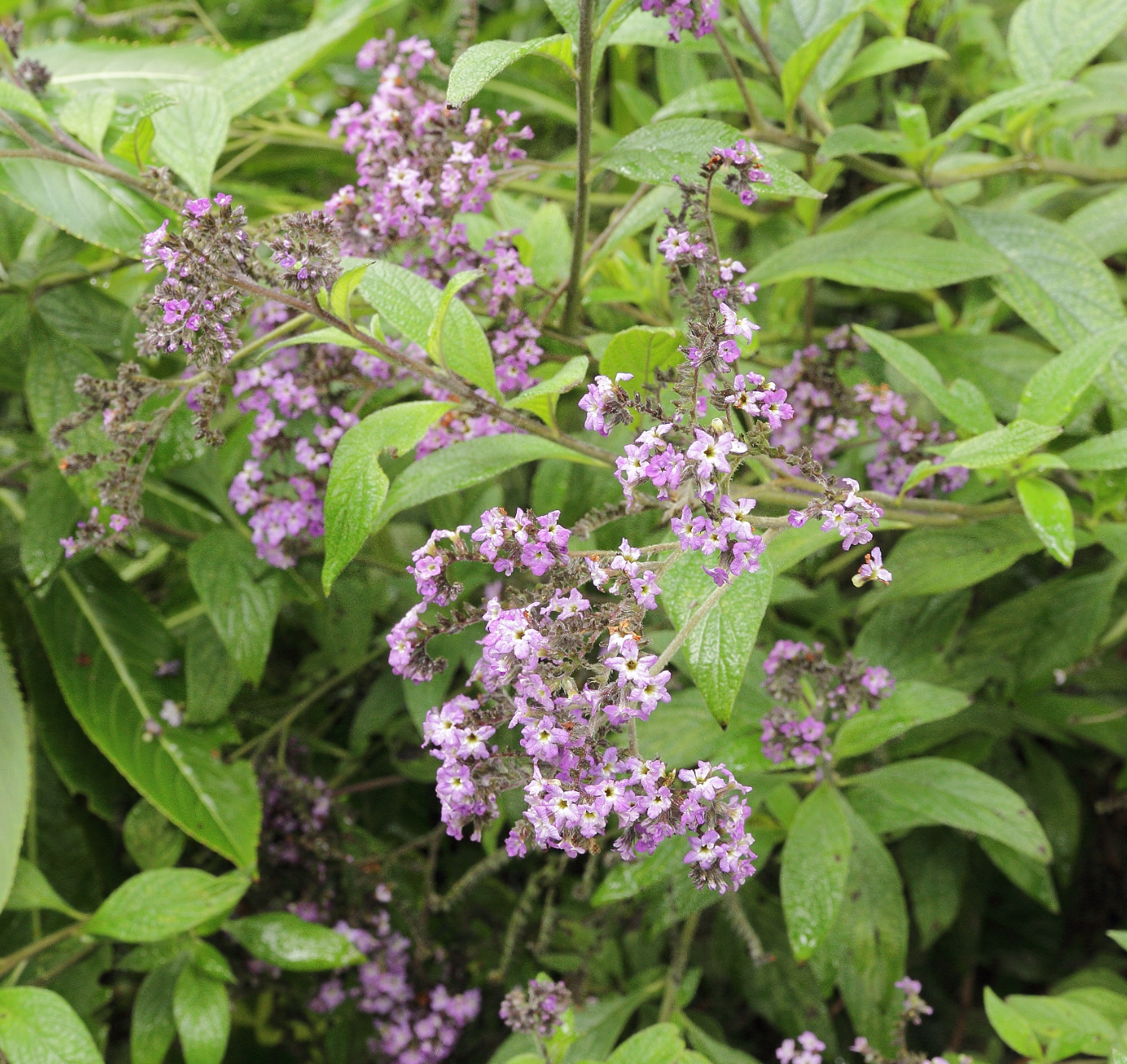 Heliotropium arborescens