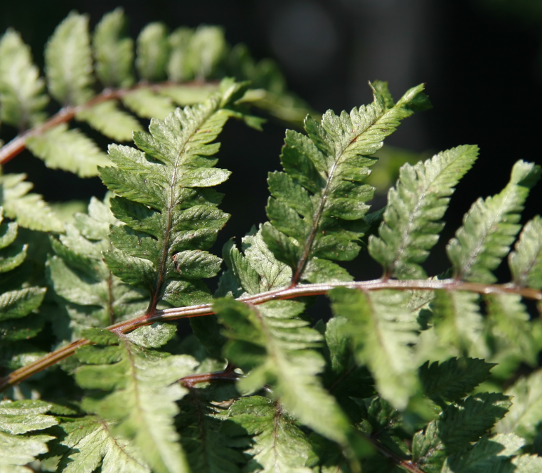 Athyrium (Anisocampium) niponicum 'Pictum'