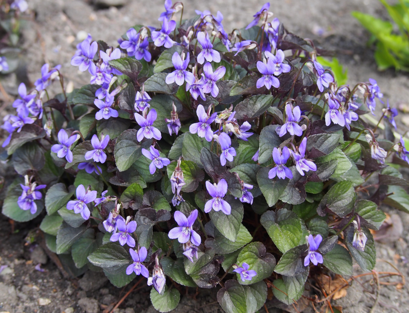 Viola labradorica