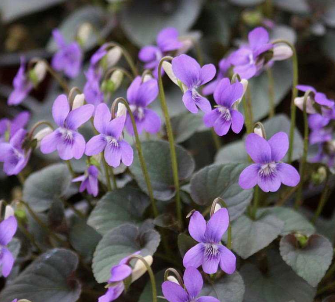 Viola labradorica