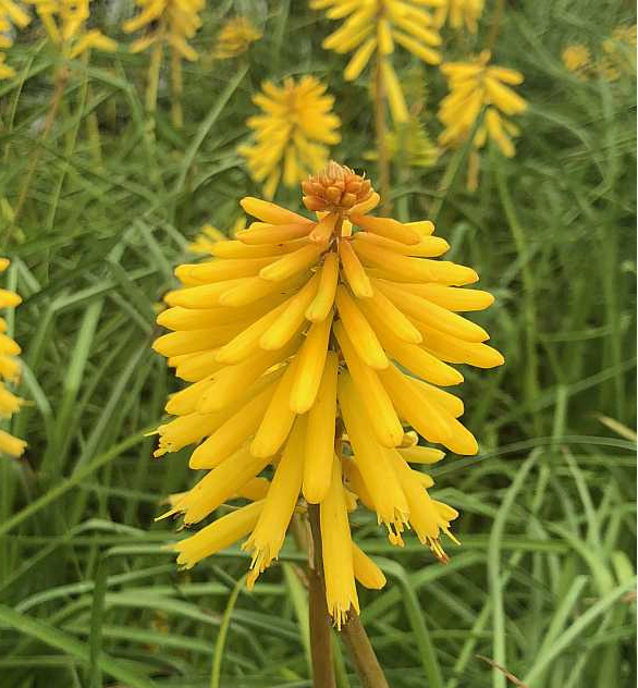 Kniphofia 'Banana Popsicle'