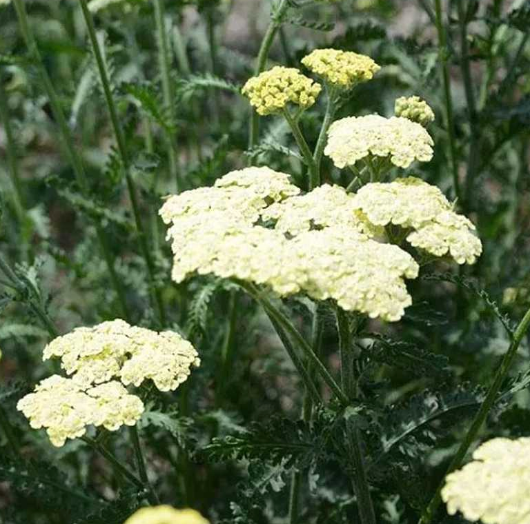 Achillea millefolium 'Moon Dust'