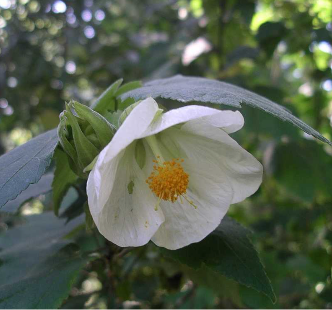 Abutilon x hybridum 'White'