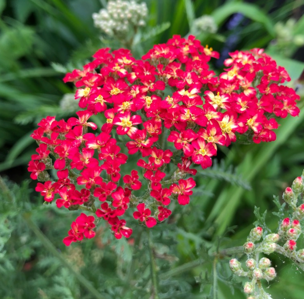 Achillea millefolium 'Paprika'