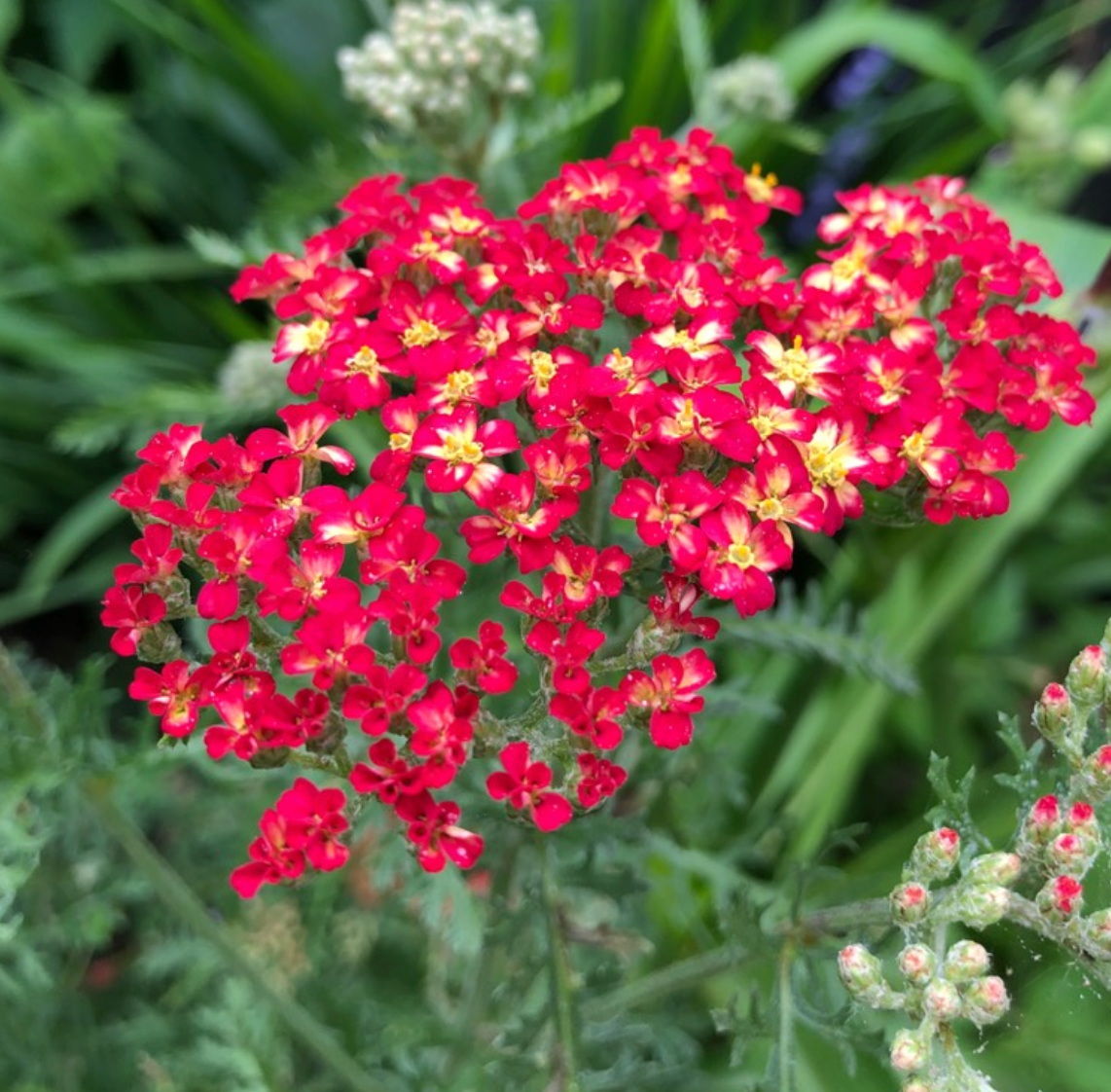 Achillea millefolium 'Paprika'